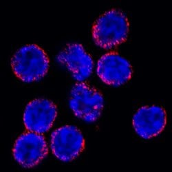 Mouse S100A9 Antibody, R D Systems 100&mu;g; Unlabeled:Antibodies, Polyclonal
