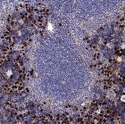 Mouse S100A9 Antibody, R D Systems 100&mu;g; Unlabeled:Antibodies, Polyclonal