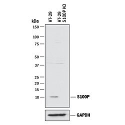 Human S100P Antibody, R D Systems 25&mu;g; Unlabeled:Antibodies, Polyclonal