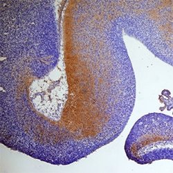 Mouse SECTM1A Antibody, R D Systems 100&mu;g:Antibodies