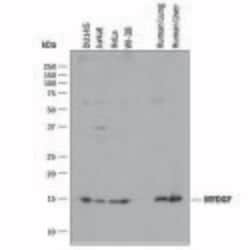 Human SF20/MYDGF Antibody, R D Systems 25 &mu;g | Buy Online | R&D Systems | Fisher Scientific