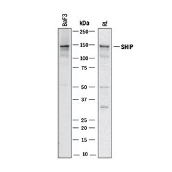 Human/Mouse SHIP Antibody, R D Systems SHIP Antibody; Unconjugated; 100