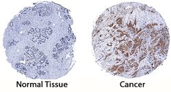 Human/Mouse/Rat SHIP2 Antibody, R D Systems 25 &mu;g | Buy Online | R&D Systems | Fisher Scientific