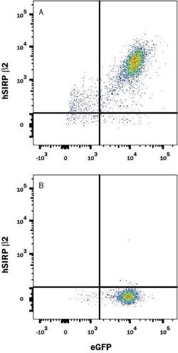 Human SIRP beta 2 Antibody, R D Systems 100 &mu;g; Unconjugated:Antibodies,