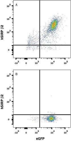Human SIRP beta 2 Antibody, R D Systems 25 &mu;g; Unconjugated:Antibodies,