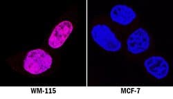 Human SOX10 Antibody, R D Systems 100 &mu;g; Unconjugated:Antibodies, Monoclonal