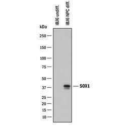 Human/Mouse/Rat SOX1 Antibody, R D Systems 25&mu;g; Unlabeled:Antibodies,