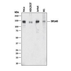 Human/Mouse SR140 Antibody, R D Systems:Antibodies:Primary Antibodies
