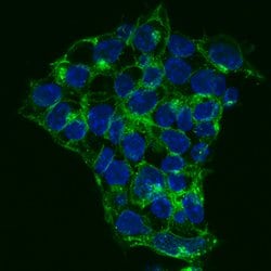anti-SSEA-1, Alexa Fluor 488, Clone: MC-480, R D Systems:Antibodies:Primary