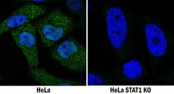 Human STAT1 Antibody, R D Systems 100ug; Unlabeled:Antibodies, Monoclonal