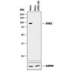 Human STAT1 Antibody, R D Systems 100ug; Unlabeled:Antibodies, Monoclonal