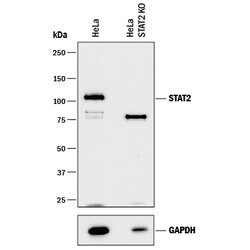 Human STAT2 Antibody, R D Systems 100ug; Unlabeled:Antibodies, Monoclonal