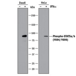 Human Phospho-STAT5a/b (Y694/Y699) Antibody, R D Systems 100&mu;g; Unlabeled:Antibodies,