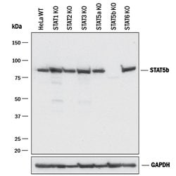 Human/Mouse/Rat STAT5b Antibody, R D Systems 100 ug; Unconjugated:Antibodies,