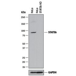 Human STAT5b Antibody, R D Systems 100ug; Unlabeled:Antibodies, Monoclonal