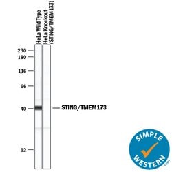 Human STING/TMEM173 Antibody, R D Systems 100&mu;g; Unlabeled:Antibodies,