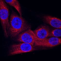 Human SVEP1 Antibody, R D Systems:Antibodies:Primary Antibodies