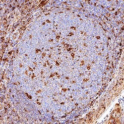 Human Siglec-3/CD33 Antibody, R D Systems:Antibodies:Primary Antibodies
