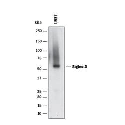 Human Siglec-3/CD33 Antibody, R D Systems:Antibodies:Primary Antibodies