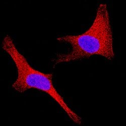 Human Sigma-1 R Antibody, R D Systems 25 &mu;g; Unconjugated:Antibodies,