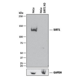 Human Sirtuin 1/SIRT1 Antibody, R D Systems 25&mu;g; Unlabeled:Antibodies,