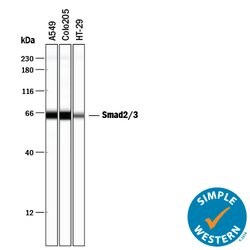 Human/Mouse Smad2/3 Antibody, R D Systems 100 &mu;g | Buy Online | R&D Systems | Fisher Scientific