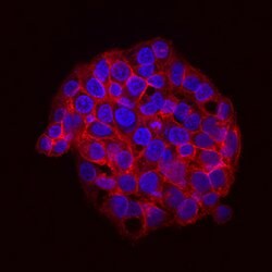 Human Phospho-Src (Y416) Antibody, R D Systems 25&mu;g; Unlabeled:Antibodies,