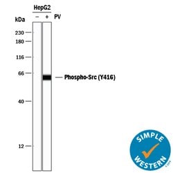 Human Phospho-Src (Y416) Antibody, R D Systems 25&mu;g; Unlabeled:Antibodies,