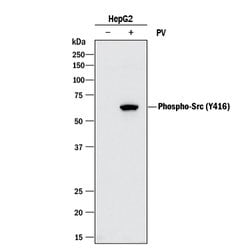 Human Phospho-Src (Y416) Antibody, R D Systems 25&mu;g; Unlabeled:Antibodies,