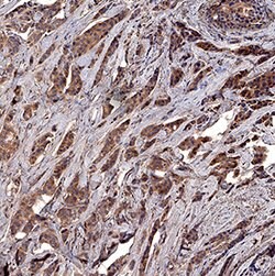 Human Survivin Affinity Purified Polyclonal Ab, R D Systems 25&mu;g; Unlabeled:Antibodies,