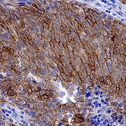 Human Syndecan-1/CD138 Antibody, R D Systems 25&mu;g; Unlabeled:Antibodies,