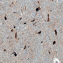 Human/Mouse Syntaxin 12 Antibody, R D Systems 100 &mu;g; Unconjgated:Antibodies,