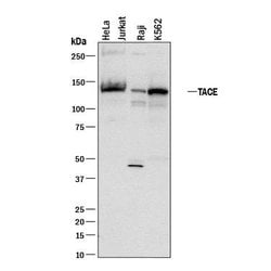 Human TACE/ADAM17 Cytosolic Domain Antibody, R D Systems 100&mu;g; Unlabeled:Antibodies,