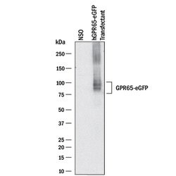 Human TDAG8/GPR65 Antibody, R D Systems 25 &mu;g | Buy Online | R&D Systems | Fisher Scientific