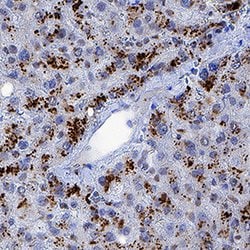 Human TDO2 Antibody, R D Systems 100 &mu;g; Unconjugated:Antibodies, Monoclonal
