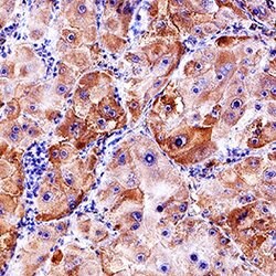Human TEM8/ANTXR1 Isoform 1 Antibody, R D Systems 100&mu;g; Unlabeled:Antibodies,