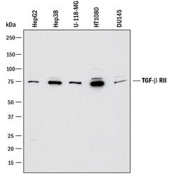 Human TGF-beta RII Antibody, R D Systems 25&mu;g; Unlabeled:Antibodies,