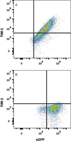 Human TIM-1/KIM-1/HAVCR Antibody, R D Systems:Antibodies:Primary Antibodies