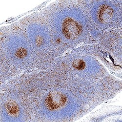 Human TIM-3 Antibody, R D Systems:Antibodies:Primary Antibodies