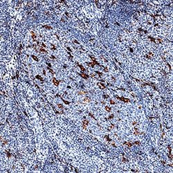 Human TIM-4 Antibody, R D Systems 25&mu;g; Unlabeled:Antibodies, Polyclonal