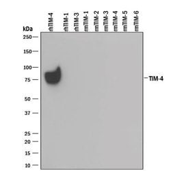 Human TIM-4 Antibody, R D Systems 25&mu;g; Unlabeled:Antibodies, Polyclonal