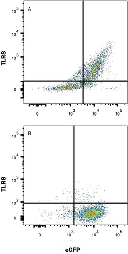 Human TLR8 Alexa Fluor 647-conjugated Antibody, R D Systems 100 &mu;g | Buy Online | R&D Systems | Fisher Scientific