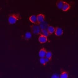 Human/Mouse TLR9 Antibody, R D Systems:Antibodies:Primary Antibodies