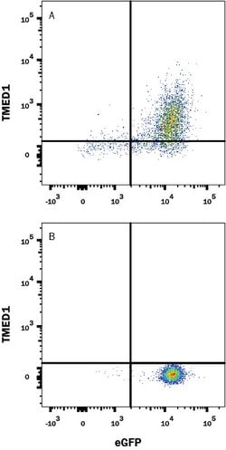 Human TMED1 Antibody, R D Systems 100 ug; Unconjugated:Antibodies, Monoclonal