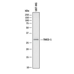 Human TMED1 Antibody, R D Systems 100 ug; Unconjugated:Antibodies, Monoclonal
