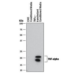 Human TNF-alpha Antibody, R D Systems 100 &mu;g; Unconjugated:Antibodies,