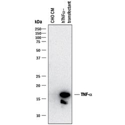 Human/Mouse TNF-alpha Antibody, R D Systems 100&mu;g; Unlabeled:Antibodies,