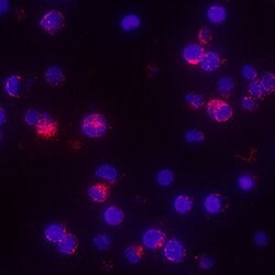 Human TNF-alpha Antibody, R D Systems:Antibodies:Primary Antibodies