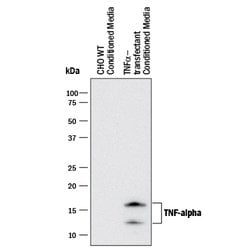 Human TNF-alpha Antibody, R D Systems:Antibodies:Primary Antibodies