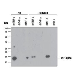 Mouse TNF-alpha Antibody, R D Systems 100&mu;g; Unlabeled:Antibodies, Monoclonal